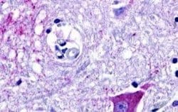 GPR18 Antibody, Novus Biologicals 50 &mu;g; Unconjugated:Antibodies, Polyclonal